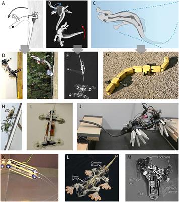 The Roles and Comparison of Rigid and Soft Tails in Gecko-Inspired Climbing Robots: A Mini-Review